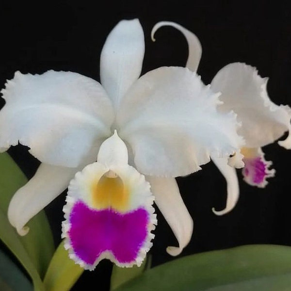 Cattleya lueddemanniana S/A ‘Kathleen’ X trianae s/a ‘Izzy’ Orchid Hybrid 2” Pot