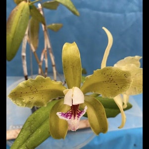 Cattleya x greyae C. schofieldiana x C. velutina White Purple Green Fragrant Orchid 4 Pot fresh repot image 2