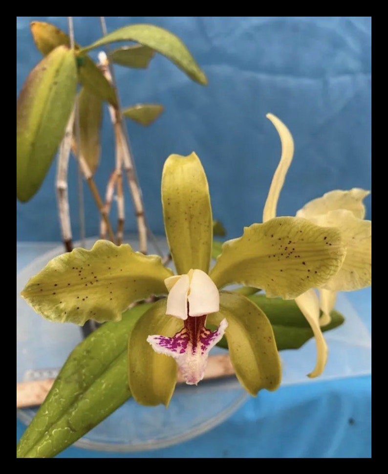 Cattleya x greyae C. schofieldiana x C. velutina White Purple Green Fragrant Orchid 4 Pot fresh repot image 2