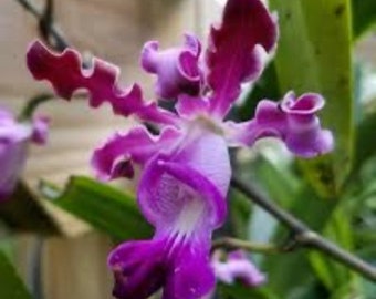 Rhynchomermeleya Piper Claire X Psy. atropurpurea Pink Orchid Bloom Size 4” Pot