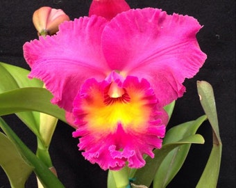 Cattleya Rlc Lenette’s Splendor X Brunswick Gem Ruby Red Fragrant 4” Pot