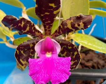 Cattleya aclandiae x velutina White Purple Yellow Green Fragrant Orchid 2”  Pot