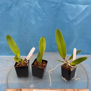 Cattleya lueddemanniana X trianae Fragrant Pink Purple Orchid 2 Starter Plant image 3