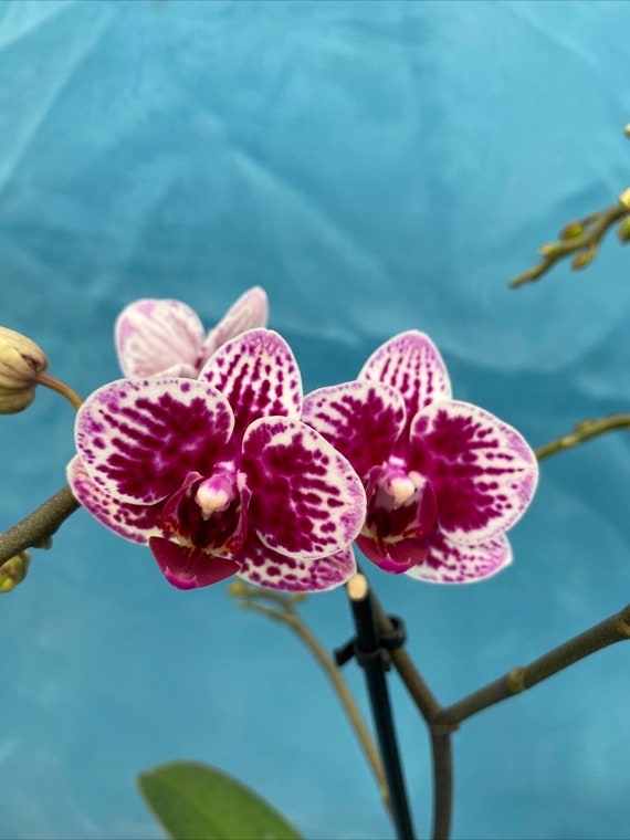 Phalaenopsis Hybrid Orchid White Purple Stripes Spotted - Etsy