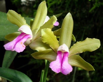 Cattleya bicolor green x Sib White Purple Fragrant Orchid Species 4” RePot starter plant