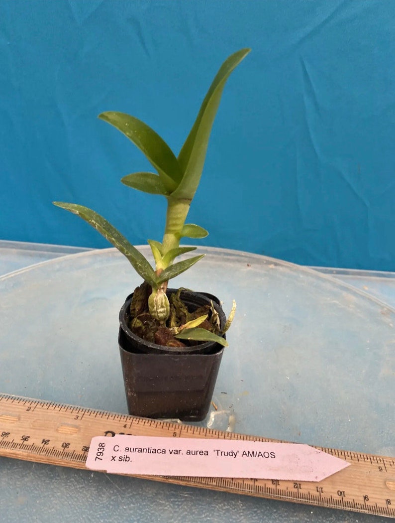 Cattleya Guarianthe aurantiaca Aurea X Sib Orchid Species 1.5 Pot Yellow image 4