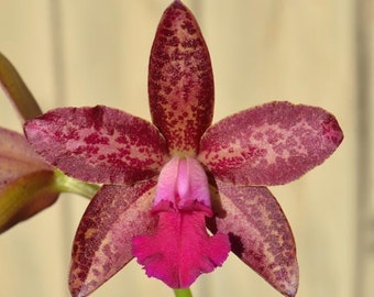 Cattleya Florence Lin (C. tigrina X milleri) Red Orange Tall Spike 2” Orchid