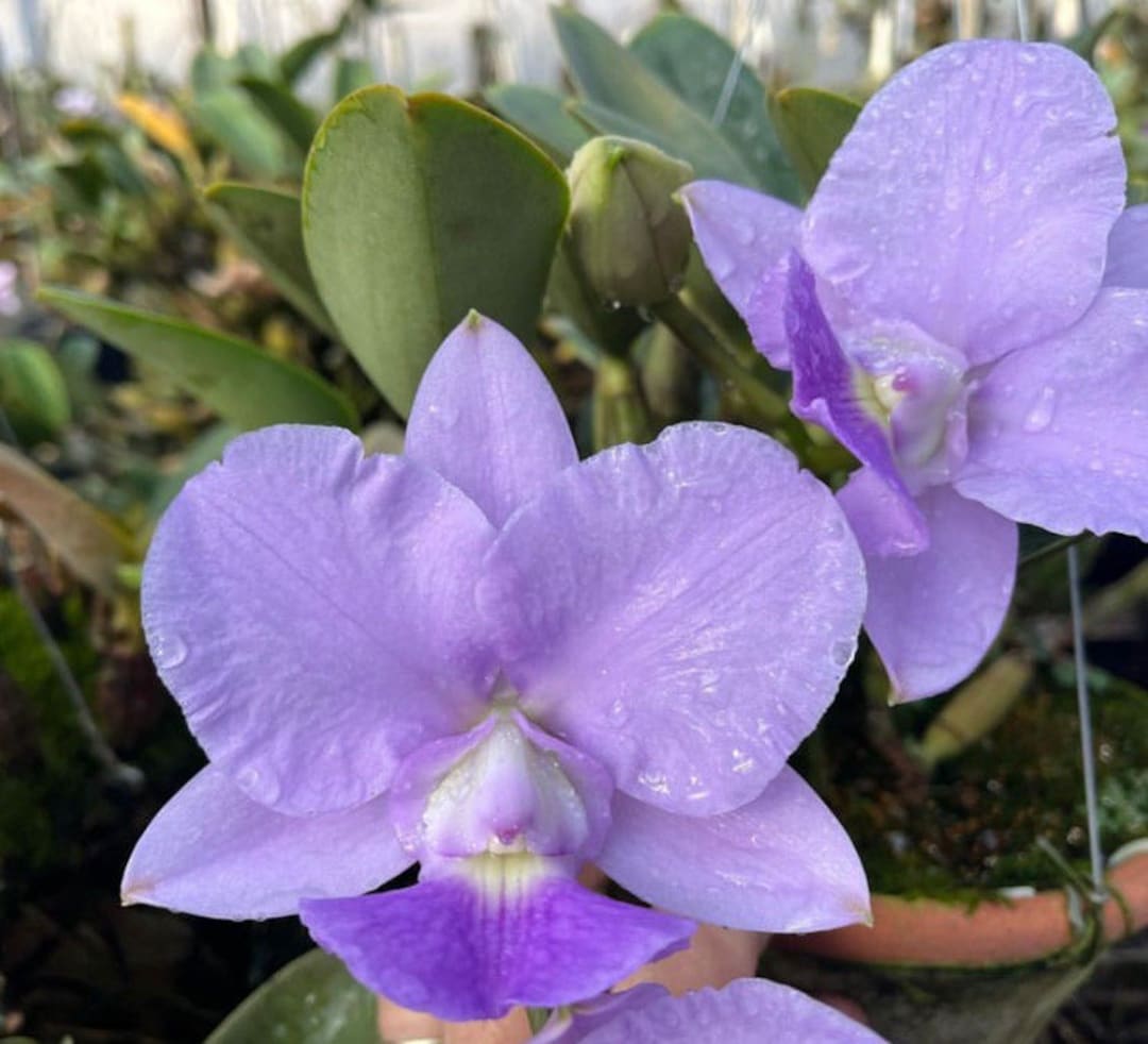 Cattleya Walkeriana Coerulea 4 Pot Fragrant Blue Orchid Etsy