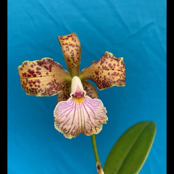 Cattleya velutina X Rlc Little Mike Fragrant Orchid 2” Pot Starter Plant