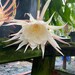 see more listings in the Epiphyllum section