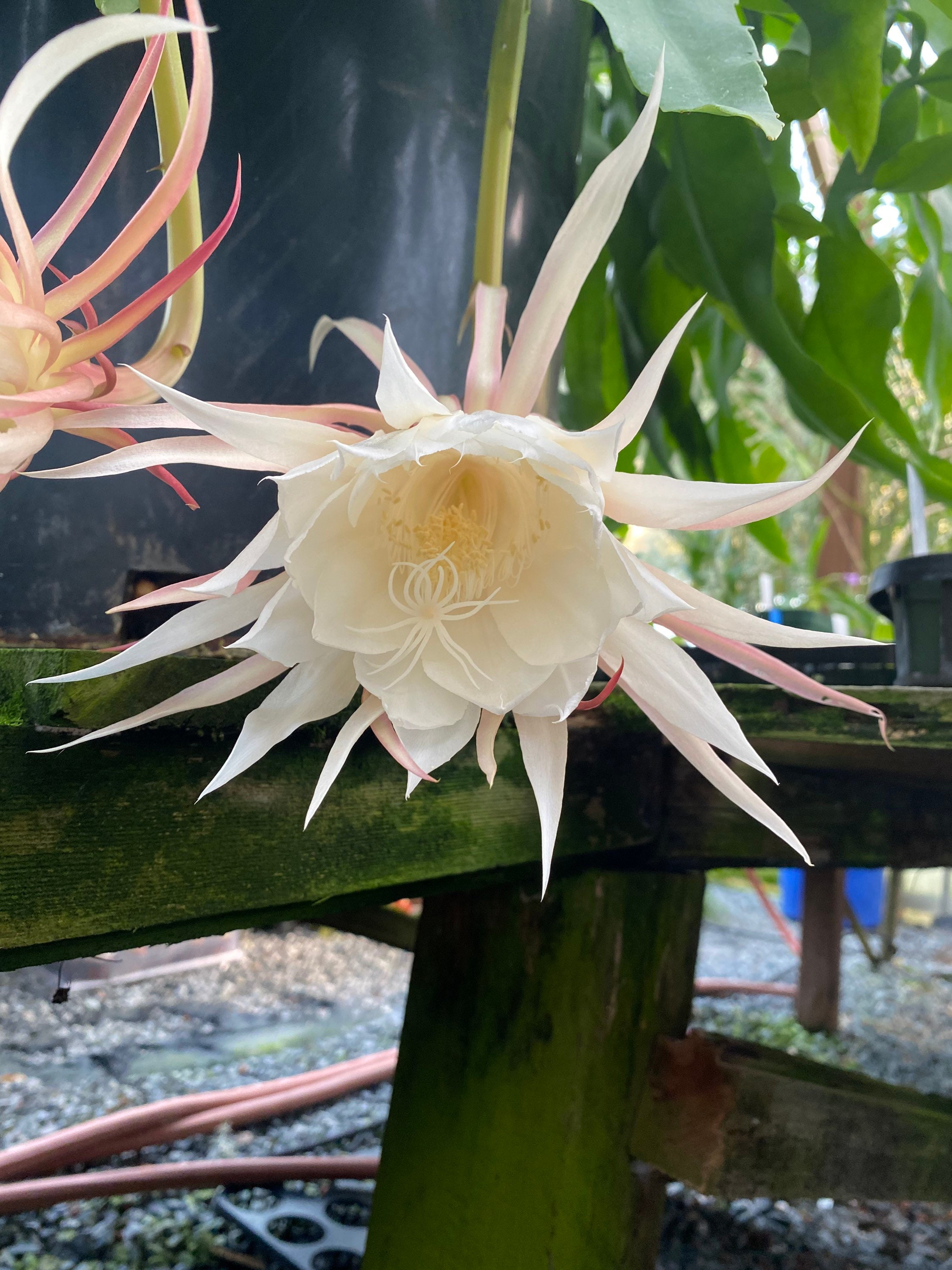 Epiphyllum Oxypetalum 4 Not Rooted HUGE White Fragrant Flowers