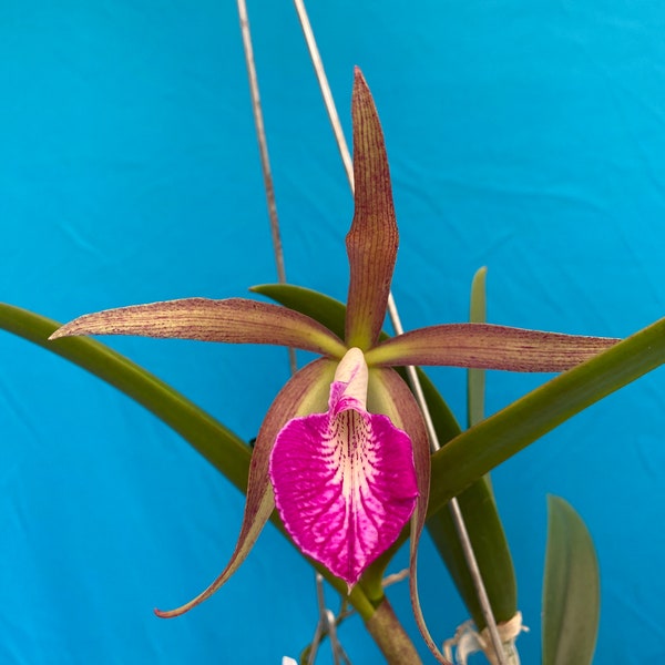 Brassavola nodosa x Cattleya Mareeba Tiger Purple Green Red Fragrant 4” bloom size plant