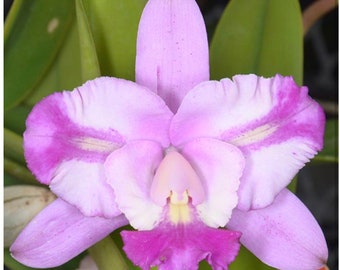 Cattleya Little Dipper X jongheana alba Pink White Splash Orchid Hybrid 1.5” POT