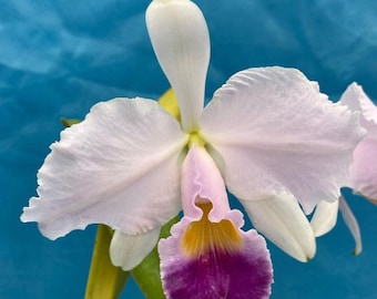 Cattleya trianae coerulea ‘Isabel’ X (Rogerson’s Dark) Fragrant Orchid 2.5” Pot