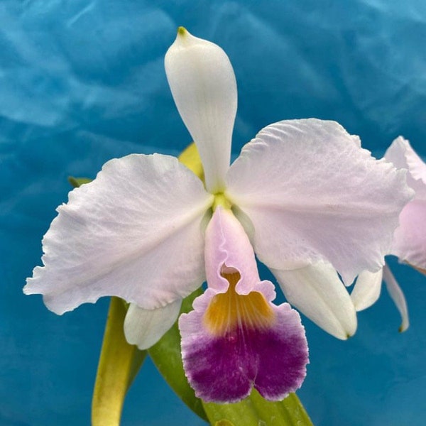 Cattleya trianae coerulea ‘Isabel’ X (Rogerson’s Dark) Fragrant Orchid 2.5” Pot