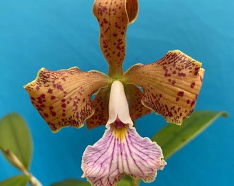 Cattleya velutina White Purple Gold Spots Fragrant Orchid 2” Starter Plant