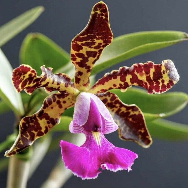 Cattleya Peckhaviensis 4N (schilleriana 4N X aclandiae 4N) Fragrant Orchid 4” Pot