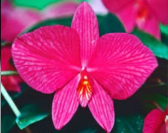 Sophronitis Wild Fire (wittigiana X coccinea) Orchid Pink Orange NBS 1.5" Pot