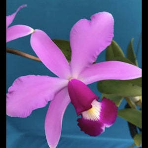 Cattleya Toshie Aoki Pizzaz X violacea Muse Fragrant Orchid Hybrid 4 POT image 2