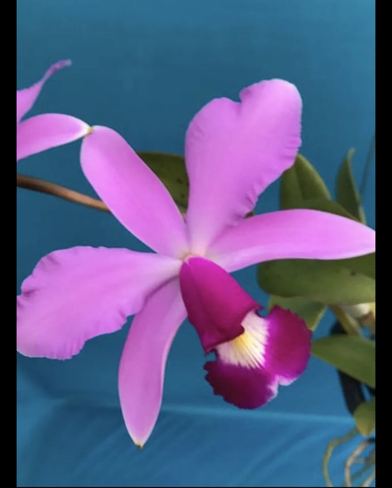 Cattleya Toshie Aoki Pizzaz X violacea Muse Fragrant Orchid Hybrid 4 POT image 2