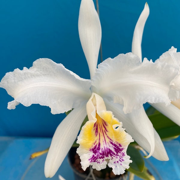 Cattleya lueddemanniana S/A ‘Kathleen’ X trianae s/a ‘Izzy’ Orchid Hybrid 4” Pot