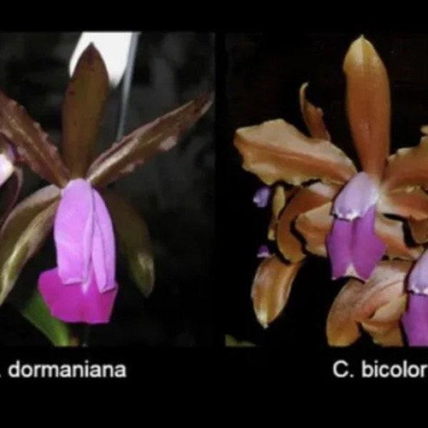 Cattleya bicolor X dormaniana Fragrant Orchid 4” Pot Pink Purple Spots NBS