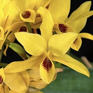 Cattleya Guarianthe aurantiaca Aurea X Sib Orchid Species 1.5 Pot Yellow image 1