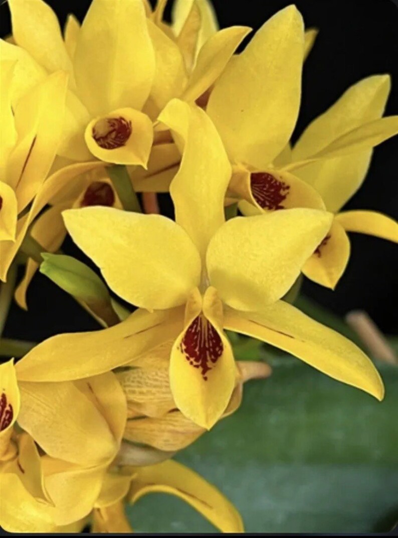 Cattleya Guarianthe aurantiaca Aurea X Sib Orchid Species 1.5 Pot Yellow image 1