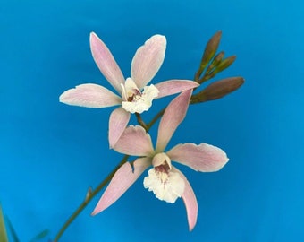 Epl Snow Fantasy X Mcp wendlandii Orchid Pink Purple 4” Pot BS Orchid Hybrid