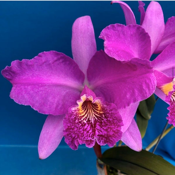 Cattleya lueddemanniana 'Infierno' x 'Canaima's Devil' 2" Seedling