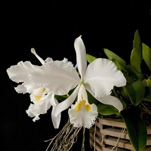 Cattleya warneri alba X Gravesiana Alba Orchid 4 Pot Green White fragrant floriferous large flowers image 1