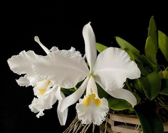 Cattleya warneri alba ‘Mauna Loa’ X ‘Claire’ Orchid Species 4” Pot White Yellow