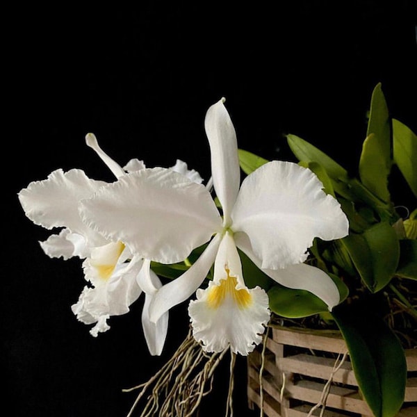 Cattleya warneri alba ‘Mauna Loa’ X ‘Claire’ Orchid Species 4” Pot White Yellow