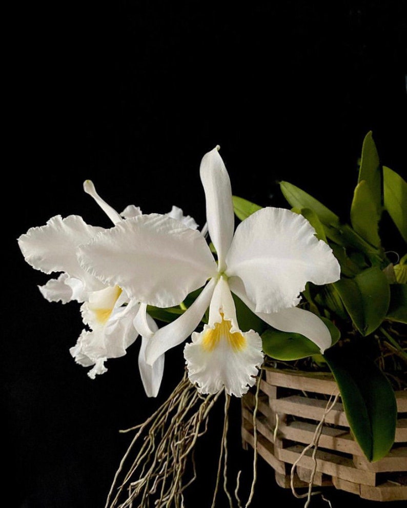 Cattleya warneri alba X Gravesiana Alba Orchid 4 Pot Green White fragrant floriferous large flowers image 1