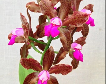 Cattleya Mrs Mahler (C Guttata X bicolor) 2” Purple Pink Tall Fragrant Orchid
