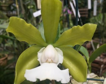 Cattleya aclandiae alba? ‘AWZ’ X ‘EOM’ Green White Fragrant 2” Pot Orchid Species