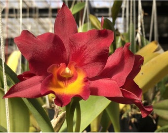 Cattleya Warpaint X Ctt Miracle Of Mine Red Orange 2” Pot Short Growing Orchid