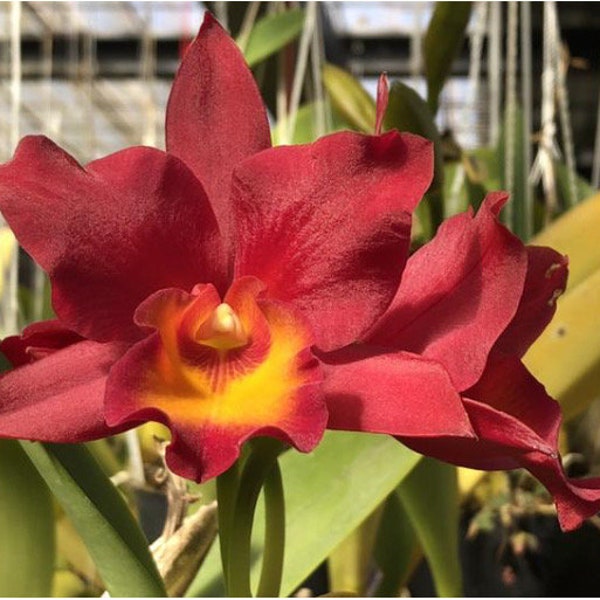 Cattleya Warpaint X Ctt Miracle Of Mine Red Orange 2” Pot Short Growing Orchid