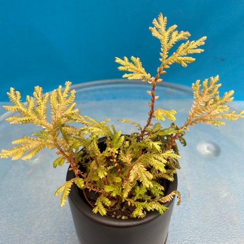 Selaginella Erythropus Ruby Red Club Moss 4 Inch Etsy