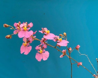 Tolumnia velutinum Pink BS Orchid Species Fantastic East Grow Miniature 1” Pot