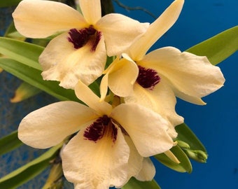 Dendrobium albosanguineum Yellow Black 2” Pot Orchid Species Start Plant