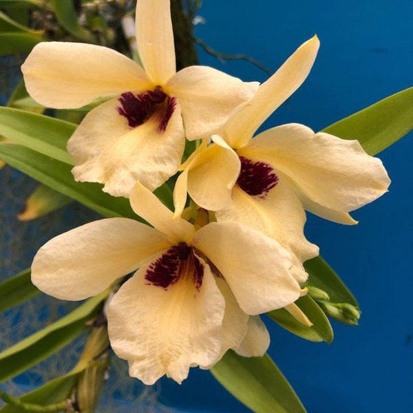 Dendrobium albosanguineum Yellow Black 2” Pot Orchid Species Start Plant