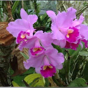 Cattleya trianae ‘Red Lips’ X Full Moon Fragrant Orchid Species 2-2.5” Pot