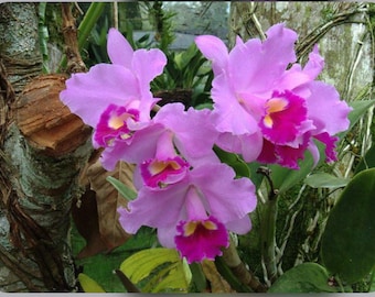 Cattleya trianae ‘Red Lips’ X Full Moon Fragrant Orchid Species 2-2.5” Pot