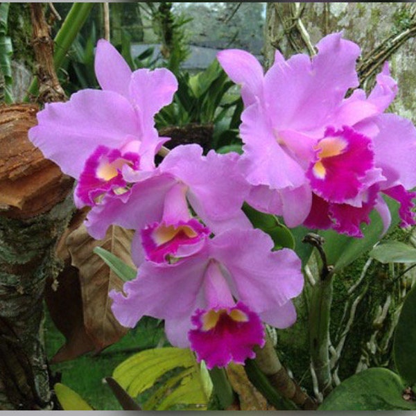 Cattleya trianae ‘Red Lips’ X Full Moon Fragrant Orchid Species 2-2.5” Pot