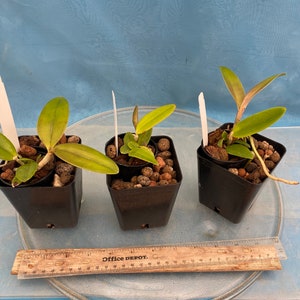 Cattleya x greyae C. schofieldiana x C. velutina White Purple Green Fragrant Orchid 4 Pot fresh repot image 4