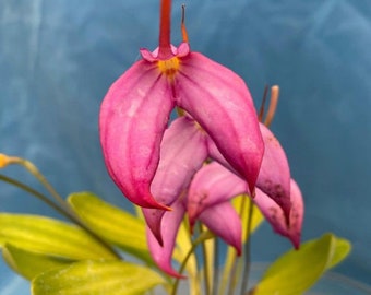 Masdevallia Ziegler’s Love ‘Pink Profusion’ Orchid Division 4” pot Bloom Size