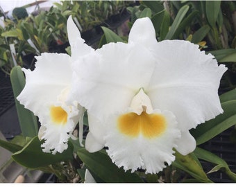 Cattleya Sierra Winter ‘Bodacious’ AM/AOS x sib 4” Pot Fragrant White Orchid