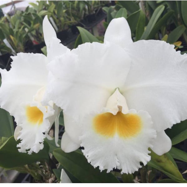 Cattleya Sierra Winter ‘Bodacious’ AM/AOS x sib 4” Pot Fragrant White Orchid