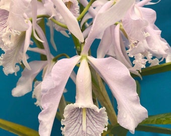 Cattleya maxima coerulea x violacea coerulea Fragrant Orchid White 4” Pot Fresh Repot